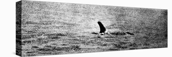 Photo of the Loch Ness Monster?-null-Premier Image Canvas