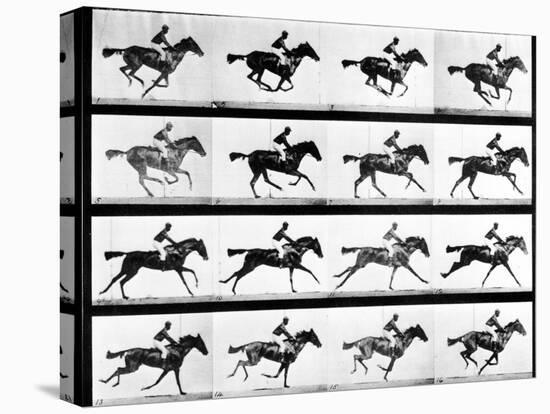 Photographer Eadweard Muybridge's Study of a Horse at Full Gallop in Collotype Print-Eadweard Muybridge-Premier Image Canvas