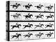 Photographer Eadweard Muybridge's Study of a Horse at Full Gallop in Collotype Print-Eadweard Muybridge-Premier Image Canvas