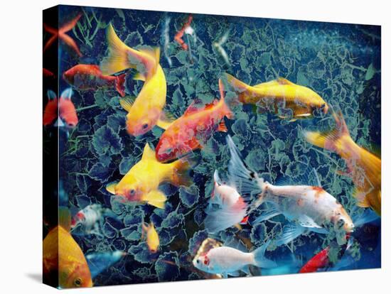 Photographic Layer Work from Swimming Fishes and Leafes-Alaya Gadeh-Premier Image Canvas