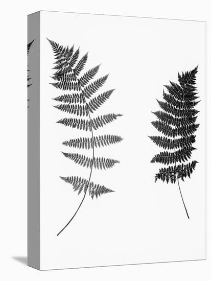 Photographic Study Of Fern Leaves-Bettmann-Premier Image Canvas