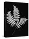 Photographic Study Of Fern Leaves-Bettmann-Premier Image Canvas