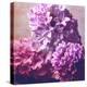 Photomontage of Hyacinths Blossoms and Textures in Pink, Lilacs and Brown Tones-Alaya Gadeh-Premier Image Canvas