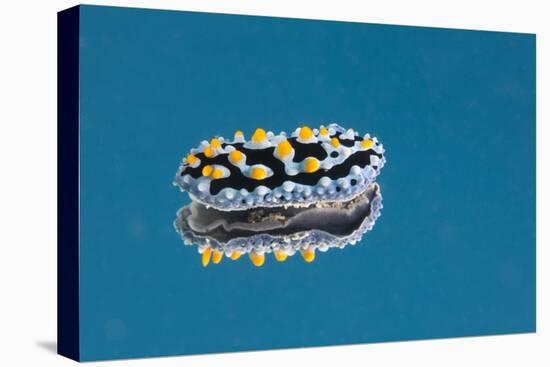 Phyllidia Coelestis Nudibranch on Blue Background-Stocktrek Images-Premier Image Canvas