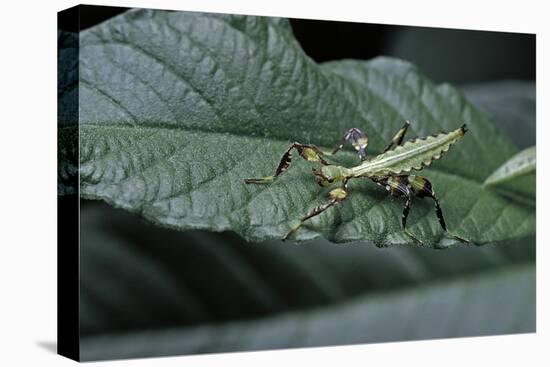 Phyllium Giganteum (Giant Malaysian Leaf Insect, Walking Leaf) - Larva-Paul Starosta-Premier Image Canvas