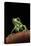 Phyllomedusa Sauvagii (Waxy Monkey Leaf Frog)-Paul Starosta-Premier Image Canvas