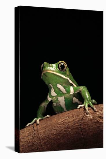 Phyllomedusa Sauvagii (Waxy Monkey Leaf Frog)-Paul Starosta-Premier Image Canvas