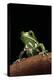 Phyllomedusa Sauvagii (Waxy Monkey Leaf Frog)-Paul Starosta-Premier Image Canvas
