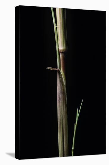 Phyllostachys Aureosulcata 'Aureocaulis' (Yellow Groove Bamboo) - Shoot-Paul Starosta-Premier Image Canvas