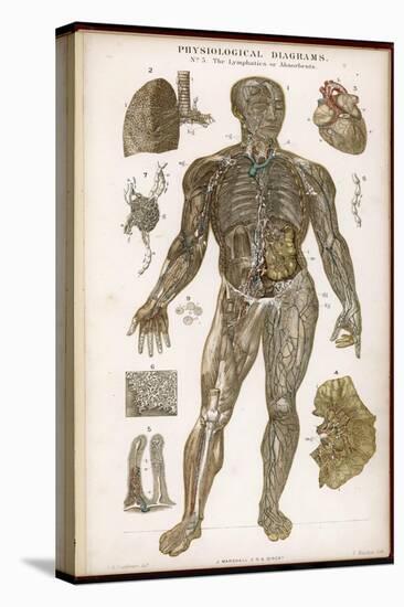 Physiological Diagram of the Lymphatic System-null-Premier Image Canvas