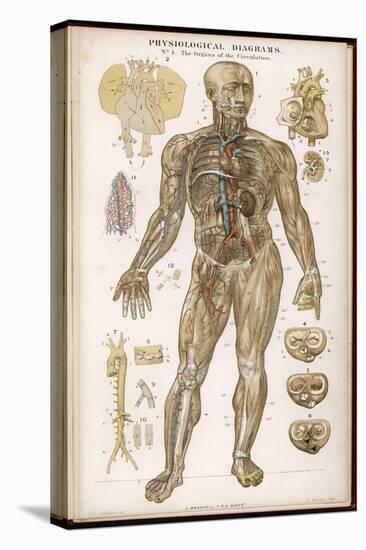 Physiological Diagram of the Organs of Circulation-null-Premier Image Canvas