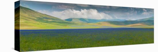 Pian Grande floor of Castelluccio with bloom, Umbria, Central Italy, Italy-null-Premier Image Canvas