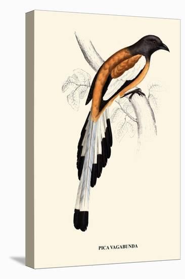 Pica Vagabunda-A Century Of Birds From The Himalaya Mountains-John Gould-Stretched Canvas