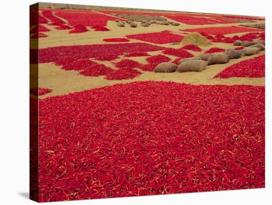 Picked Red Chilli Peppers Laid out to Dry, Rajasthan, India-Bruno Morandi-Premier Image Canvas