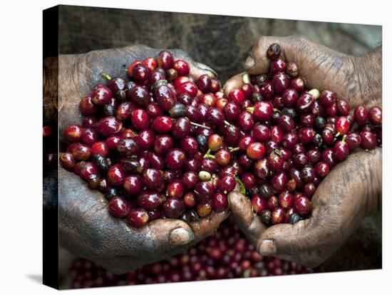 Pickers, Hands Full of Coffee Cherries, Coffee Farm, Slopes of the Santa Volcano, El Salvador-John Coletti-Premier Image Canvas