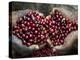 Pickers, Hands Full of Coffee Cherries, Coffee Farm, Slopes of the Santa Volcano, El Salvador-John Coletti-Premier Image Canvas