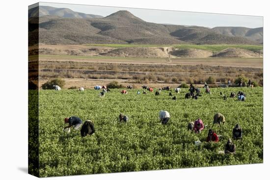 Picking beans, El Rosario, Baja California, Mexico, North America-Tony Waltham-Premier Image Canvas