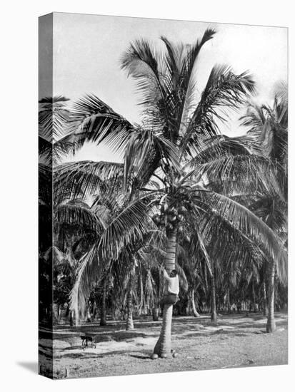 Picking Coconuts, Jamaica, C1905-Adolphe & Son Duperly-Premier Image Canvas