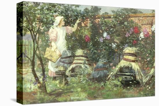 Picking Fruit in a Suffolk Garden-Lexden Lewis Pocock-Premier Image Canvas
