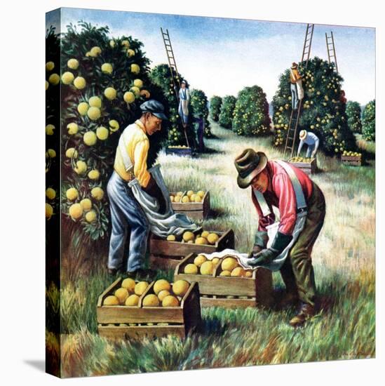"Picking Grapefruit,"February 1, 1942-John S. Demartelly-Premier Image Canvas