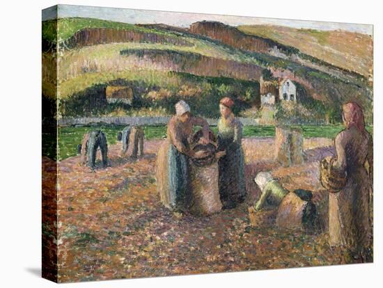 Picking Potatoes, 1893-Camille Pissarro-Premier Image Canvas