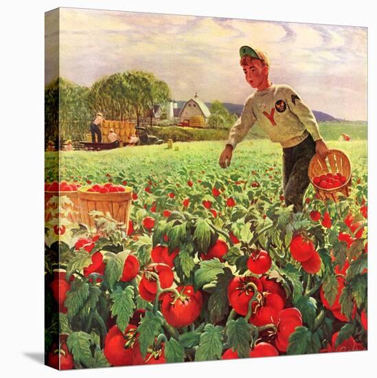 "Picking Tomatoes,"September 1, 1945-John Clymer-Premier Image Canvas