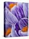 Pickwick crocus-Clive Nichols-Premier Image Canvas