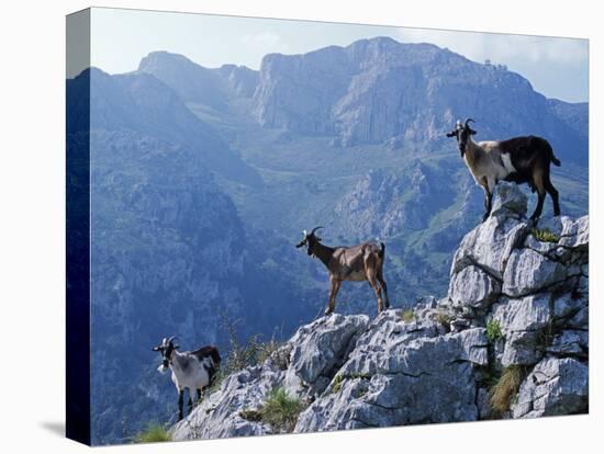 Picos De Europa, Goats Stand on a Ridgeline in the Picos De Europa, Spain-John Warburton-lee-Premier Image Canvas