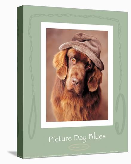 Picture Day Blues-Rachael Hale-Stretched Canvas