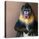 Picture Of A Colourful Displeased Mandrill-NejroN Photo-Premier Image Canvas