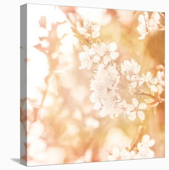 Picture of Beautiful Apple Tree Blossom-Anna Omelchenko-Premier Image Canvas