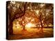 Picture of Beautiful Orange Sunset in Olive Trees Garden-Anna Omelchenko-Premier Image Canvas