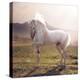 Picture of Majestic White Arabian Horse-Konrad B?k-Premier Image Canvas