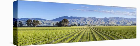 Picturesque Vineyard, Blenheim, Marlborough, South Island, New Zealand-Doug Pearson-Premier Image Canvas