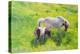 Piebald horse and foal-William Ireland-Premier Image Canvas