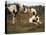 Piebald Welsh Ponies around a Bale of Hay, Lydstep Point, Pembrokeshire, Wales, United Kingdom-Pearl Bucknall-Premier Image Canvas