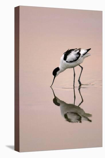 Pied Avocet Feeding at Twighlight on Sea Estuary-null-Premier Image Canvas