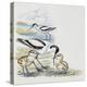 Pied Avocet (Recurvirostra Avosetta) with Chicks, Recurvirostridae-null-Premier Image Canvas