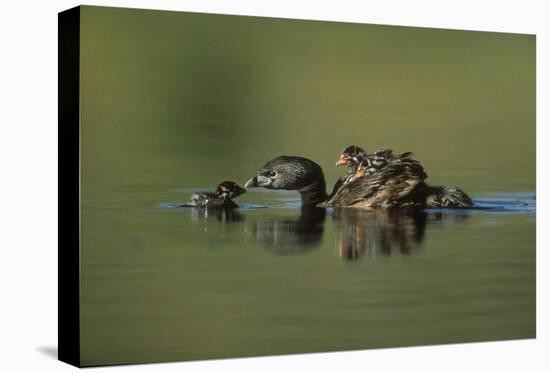 Pied-billed Grebe parent with two chicks on its back and one learning to swim, New Mexico-Tim Fitzharris-Stretched Canvas
