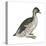 Pied-Billed Grebe (Podilymbus Podiceps), Birds-Encyclopaedia Britannica-Stretched Canvas
