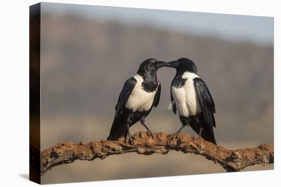 Pied crows (Corvus albus), Zimanga private game reserve, KwaZulu-Natal-Ann and Steve Toon-Premier Image Canvas