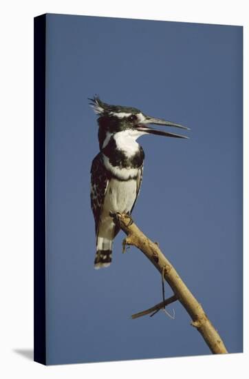Pied Kingfisher calling, Kenya-Tim Fitzharris-Stretched Canvas