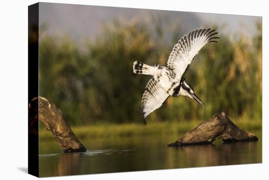 Pied kingfisher (Ceryle rudis) diving, Zimanga private game reserve, KwaZulu-Natal-Ann and Steve Toon-Premier Image Canvas