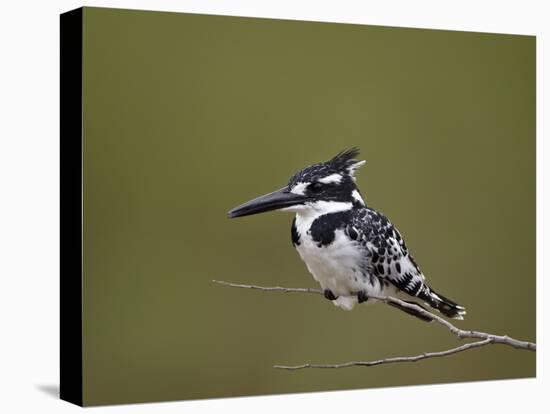 Pied Kingfisher (Ceryle Rudis), Kruger National Park, South Africa, Africa-James Hager-Premier Image Canvas
