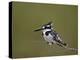 Pied Kingfisher (Ceryle Rudis), Kruger National Park, South Africa, Africa-James Hager-Premier Image Canvas