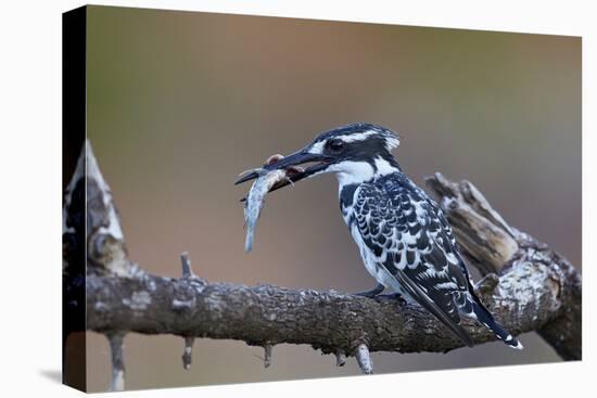 Pied Kingfisher (Ceryle Rudis) with a Fish, Kruger National Park, South Africa, Africa-James Hager-Premier Image Canvas