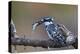 Pied Kingfisher (Ceryle Rudis) with a Fish, Kruger National Park, South Africa, Africa-James Hager-Premier Image Canvas