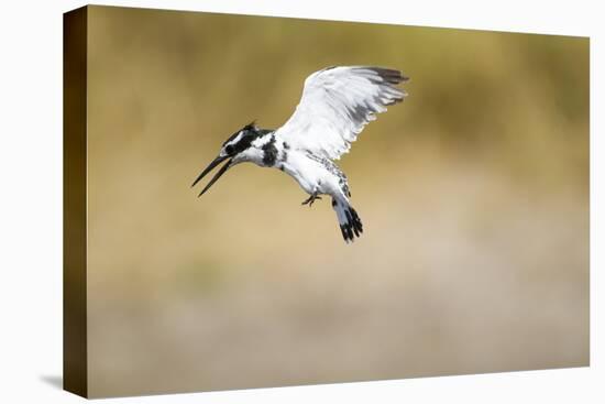 Pied Kingfisher, Chobe National Park, Botswana-Paul Souders-Premier Image Canvas