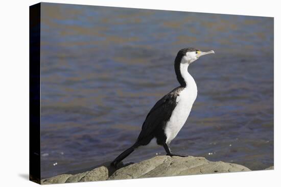 Pied shag (Phalacrocorax varius), Kaikoura, Canterbury, South Island, New Zealand, Pacific-Ruth Tomlinson-Premier Image Canvas