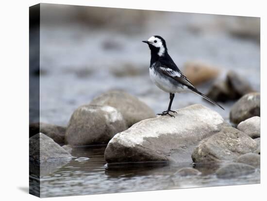 Pied Wagtail Male Perched on Rock in Stream, Upper Teesdale, Co Durham, England, UK-Andy Sands-Premier Image Canvas